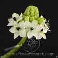 Arabian Star Flower
